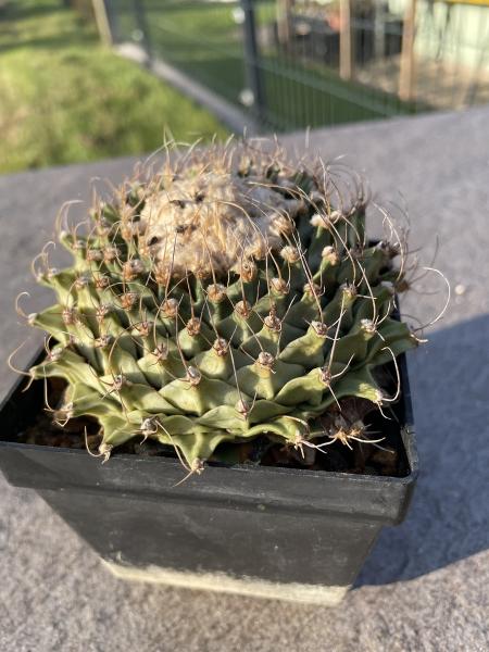 Obregonia denegrii